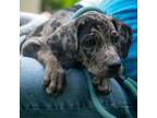 Adopt Binx a Catahoula Leopard Dog, Chocolate Labrador Retriever