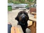 Adopt Brooks a Black Labradoodle / Mixed dog in Denver, NC (38269960)