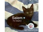 Adopt Salem a American Shorthair
