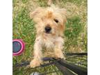 Adopt Earnest a Yorkshire Terrier, Poodle