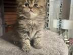 Purebred Persian CFA Registered Kittens