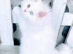 British Longhair Kitten Rare