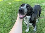 Adopt Balto a Husky, German Shepherd Dog