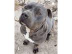 Adopt Hawthorne a Cane Corso, Pit Bull Terrier