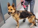 Adopt Peach a Black German Shepherd Dog / Mixed dog in Silver Springs