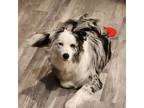 Adopt Luna a Merle Australian Shepherd / Mixed dog in Roy, UT (38266334)
