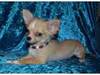AKC sable merle long coat male chihuahua puppy