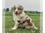 Australian Shepherd PUPPY FOR SALE ADN-616881 - Australian Shepherd Puppy