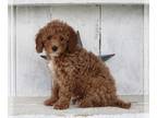 Cavapoo PUPPY FOR SALE ADN-616537 - Cavapoo For Sale Millersburg OH Female