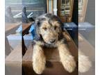 Goldendoodle PUPPY FOR SALE ADN-616560 - Black Golden Doodle puppy