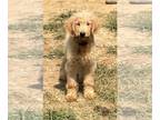 Goldendoodle PUPPY FOR SALE ADN-616575 - Golden Doodle puppy