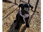 Great Dane PUPPY FOR SALE ADN-616068 - Male Great Dane looking for a furever
