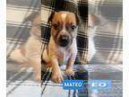 Australian Cattle Dog-Boxer Mix PUPPY FOR SALE ADN-616748 - Box Heeler puppy