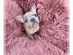 French Bulldog PUPPY FOR SALE ADN-616396 - Newest addition to your Family