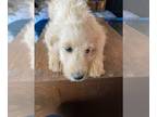 Goldendoodle PUPPY FOR SALE ADN-616556 - Golden Doodle puppy