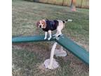 Adopt Sammy a Tricolor (Tan/Brown & Black & White) Beagle dog in Lincoln