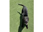Adopt 52828718 a Black Labrador Retriever / Mixed dog in Shelby, NC (38273752)