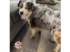 Adopt Bandit a Merle Australian Shepherd / Mixed dog in Fairbanks, AK (38273073)