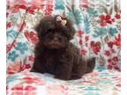 ShihPoo PUPPY FOR SALE ADN-617560 - Sweetie