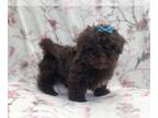 ShihPoo PUPPY FOR SALE ADN-617562 - Nellie