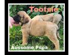 Mastiff PUPPY FOR SALE ADN-616998 - AKC English Mastiff Female