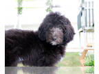 Goldendoodle-Poodle (Toy) Mix PUPPY FOR SALE ADN-617337 - Forest