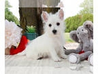 West Highland White Terrier PUPPY FOR SALE ADN-617373 - Tate