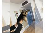 Yorkshire Terrier PUPPY FOR SALE ADN-617757 - Yorkie puppy