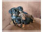 Dachshund PUPPY FOR SALE ADN-617539 - Miniature Dachshund Pups Lakewood Co