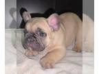 French Bulldog PUPPY FOR SALE ADN-616983 - Taco from Ezekiel and Remi litter
