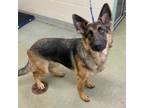 Adopt Quinn a German Shepherd Dog