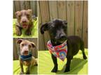Adopt Penni, Poppy & Pocket a Dachshund, Terrier