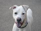 Adopt KOL a Pit Bull Terrier, Mixed Breed