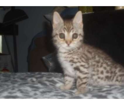 F2 Safari kitten is a Male Kitten For Sale in Oaklyn NJ