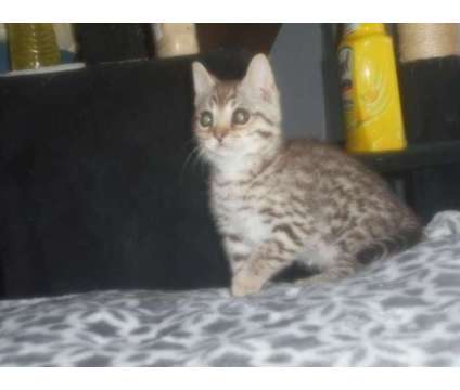 F2 Safari kitten is a Male Kitten For Sale in Oaklyn NJ