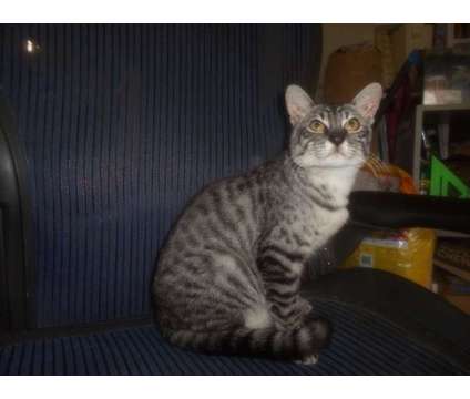 F2 Safari Cat is a Male Young For Sale in Oaklyn NJ