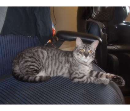 F2 Safari Cat is a Male Young For Sale in Oaklyn NJ