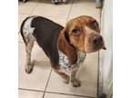 Adopt 24274 a Beagle