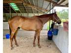 Adopt Peter a Thoroughbred