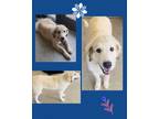 Adopt Lucky a Great Pyrenees