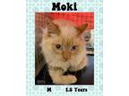 Adopt Moki a Siamese
