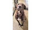 Adopt Fry a Staffordshire Bull Terrier