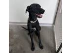 Adopt Axel a Great Dane, Mixed Breed