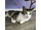 Adopt Goat Cheese 7095 a Tabby