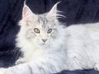 Iola Maine Coon Female Black Tortie Silver Tabby