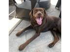 Adopt Brody a Chocolate Labrador Retriever