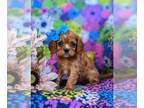 Cavalier King Charles Spaniel PUPPY FOR SALE ADN-618160 - Adorable Cavalier King