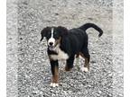 Bernese Mountain Dog PUPPY FOR SALE ADN-617829 - Beautiful Bernese Mountain Dog