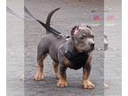 American Bully PUPPY FOR SALE ADN-617093 - Abkc
