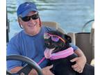 Adopt Sharon-$25 Adoption Fee a Labrador Retriever, Mixed Breed